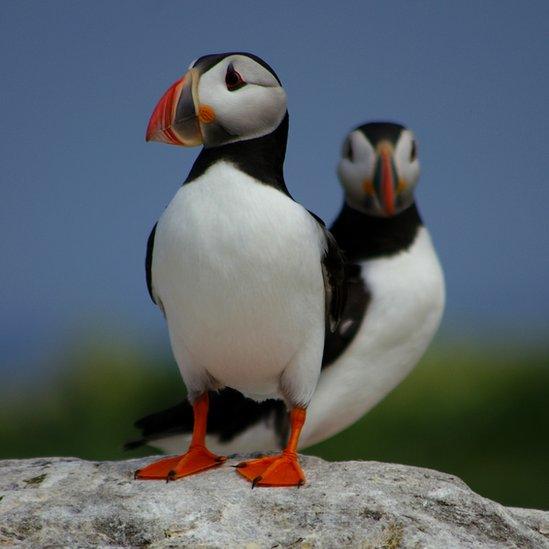 Two puffins standing on a rock