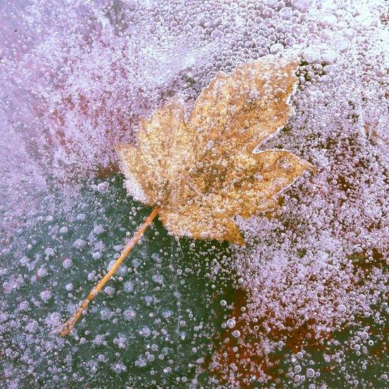 A frozen yellow brown leaf in water. Red and green colours are around it.