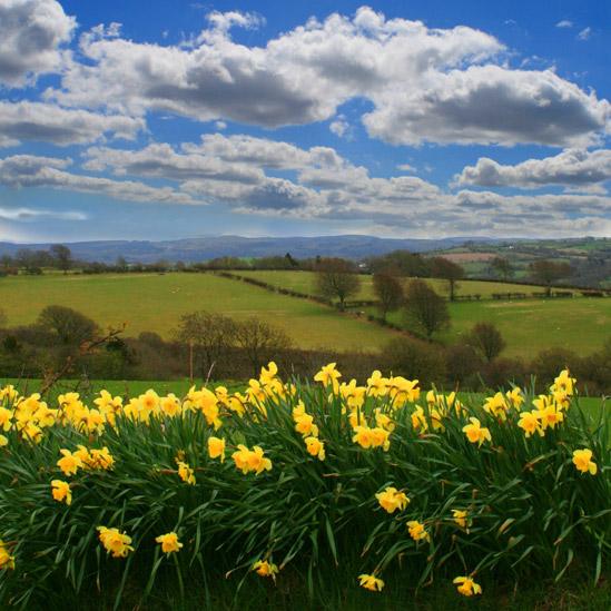 Daffodils outside Tregaron, Ceredigion