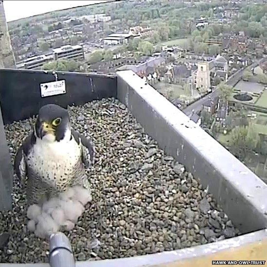 Norwich Cathedral peregrine falcons