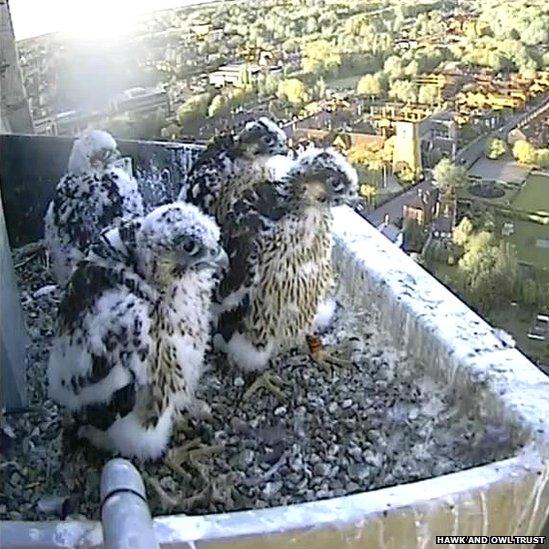 Norwich Cathedral peregrine falcons