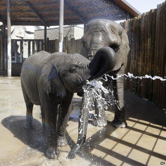 Elephants are cooled off at Utah's Hogle Zoo (28 June 2013)