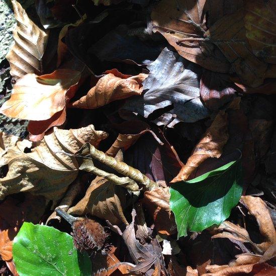 Autumn leaves taken in Colonels Park woods above Whitebrook, Monmouthshire by Mike Owen while who was walking the dogs.