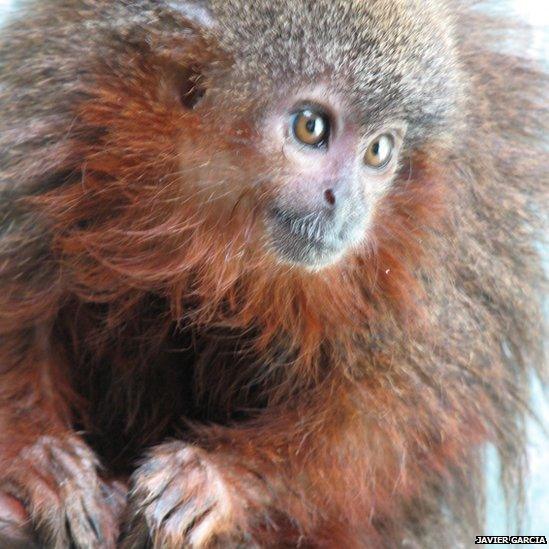 Caqueta titi monkey