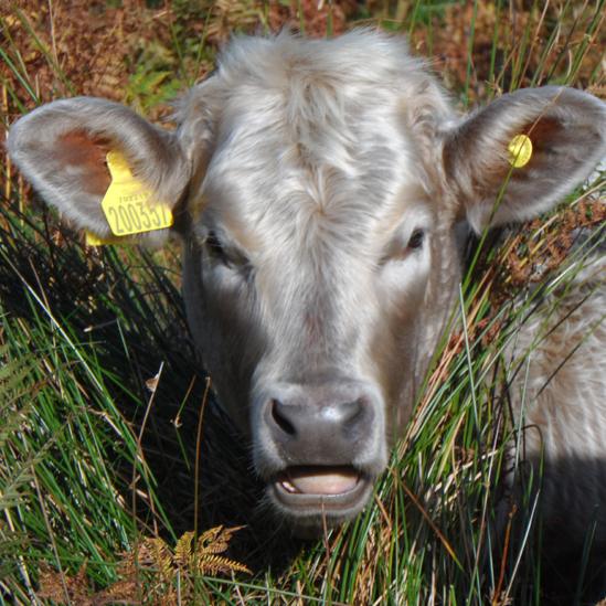 Paul Roberts from Llanberis, Gwynedd sent in this photo and said this beautiful cow was photographed on the hills near his home by him.