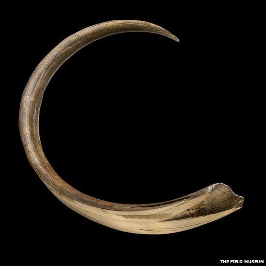 This is a mammoth tusk. Similar to rings on a tree, mammoth tusks grew in layers, year by year. Scientists examine mammoth tusks to discover how old the animal was at the time of its death.