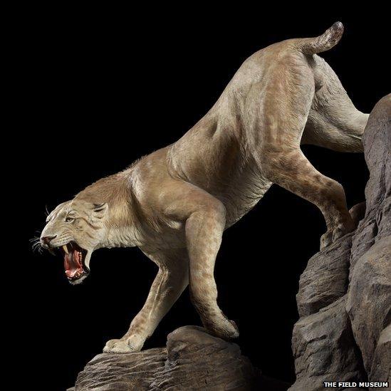 Mammoths and mastodons shared their habitat with other animals—many now extinct—including sabre-tooth cats [pictured], short-faced bears, ancient horses, and dire wolves