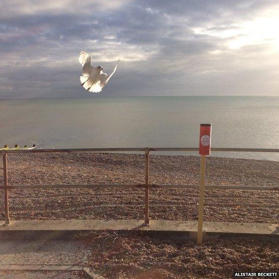 Seagull in flight