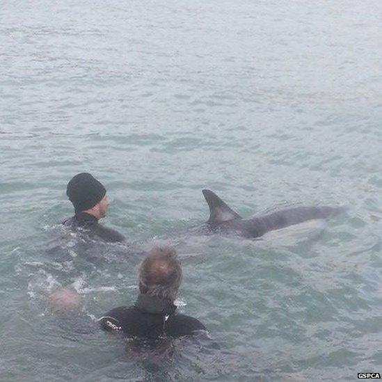 Dolphin in sea