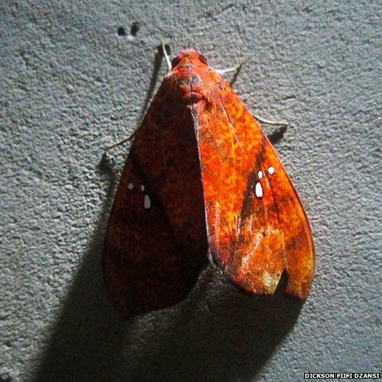 Butterfly against a wall in Accra, Ghana