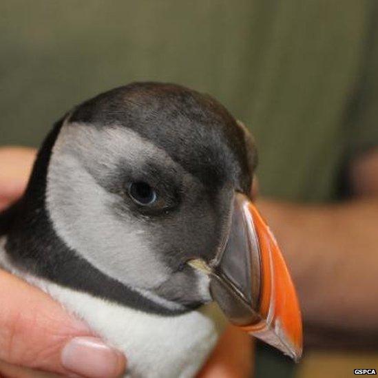 A puffin