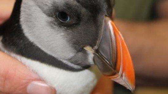 A puffin