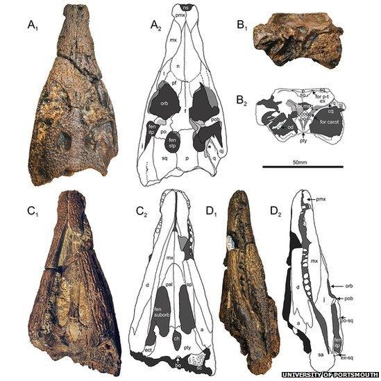 A figure from the journal paper showing pictures and diagrams of the skull