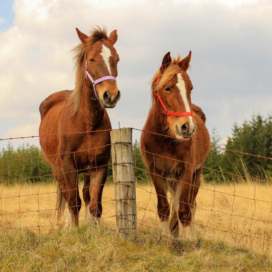 Two horses