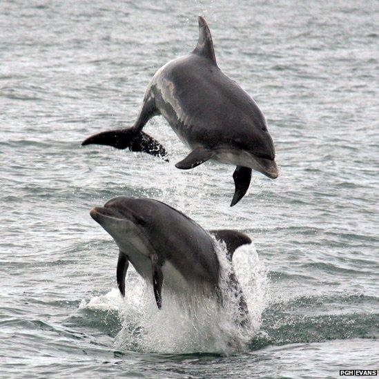 Dolphins leaping from the water