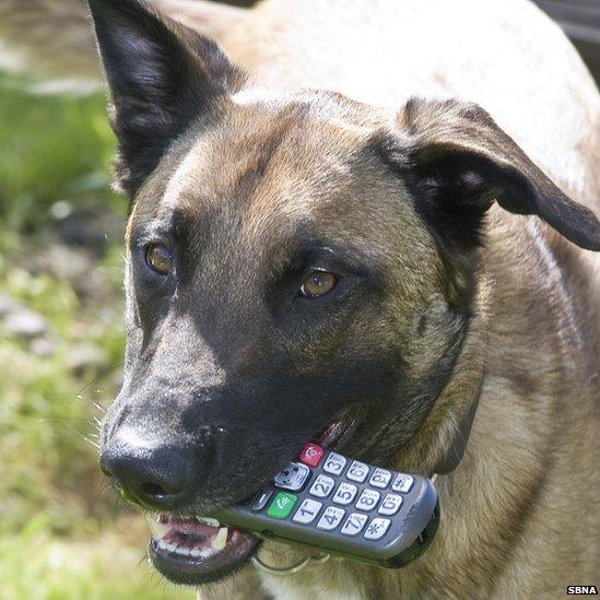 Leighton the dog with telephone in mouth