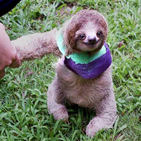 How sloths breathe upside down explained by scientists - BBC News