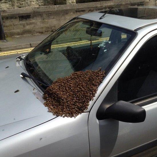 Swarm of bees on a bonnet