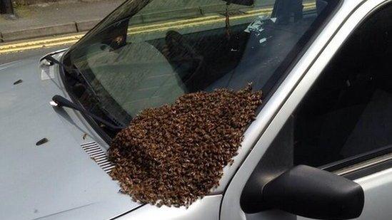 Swarm of bees on a bonnet