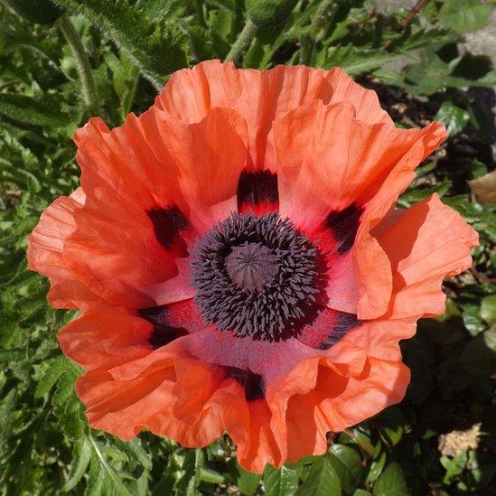 A poppy opened after all the rain in the garden of David Jones, from Llangristiolus, Anglesey