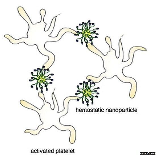 This is a schematic of hemostatic nanoparticles linking with blood platelets.