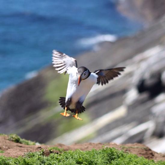 A puffin landing on Skomer