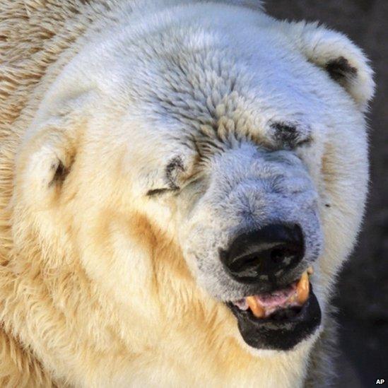 Polar bear in Argentina Zoo, said to be depressed