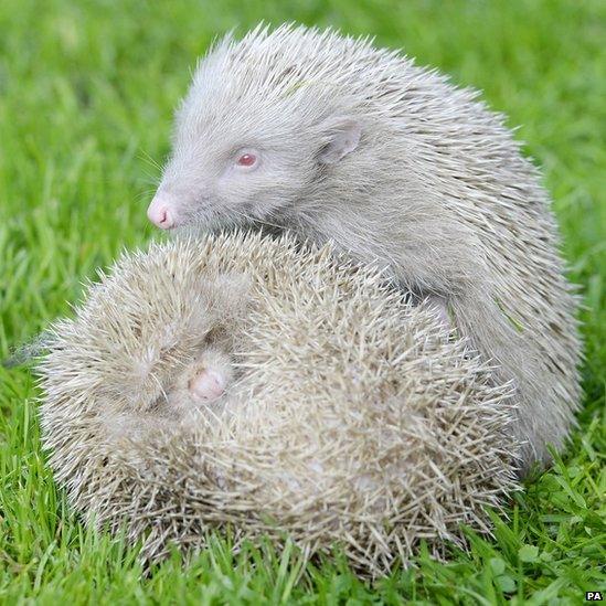 Albino hedgehogs