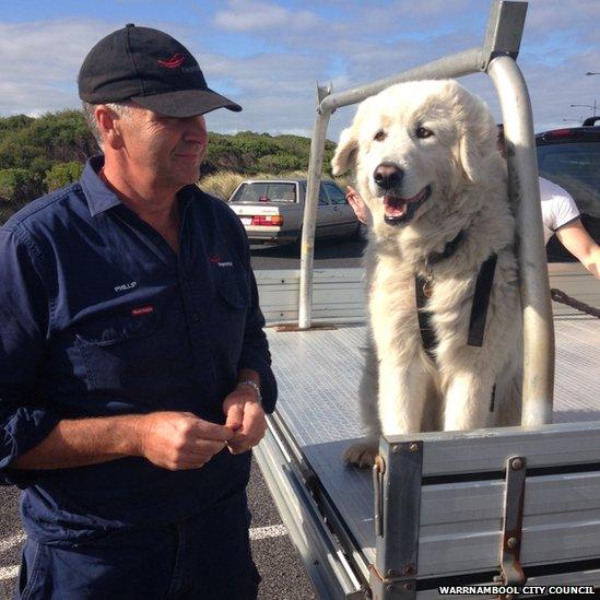 Picture of maremma guardian dog at Warrnambool