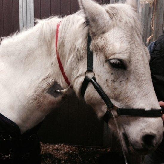 horse on drip Tullyraine Equine Clinic, County Down