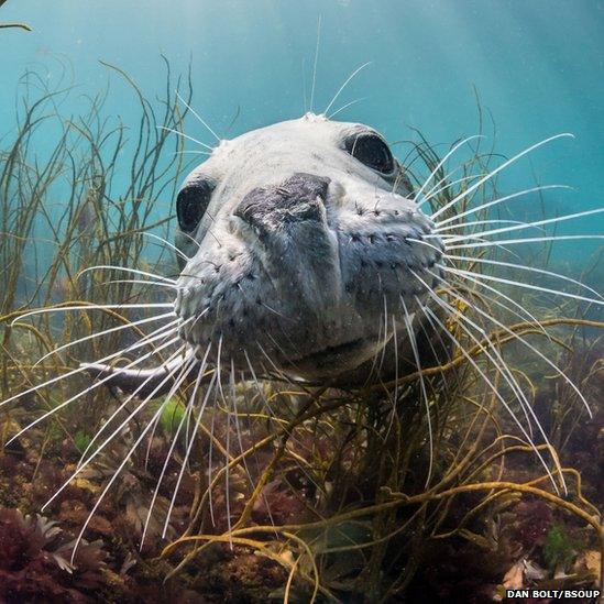 Grey seal