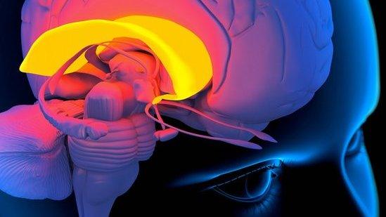 The corpus callosum area of the brain (highlighted in yellow)
