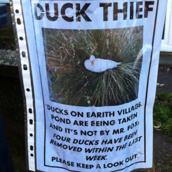 Duck theft poster