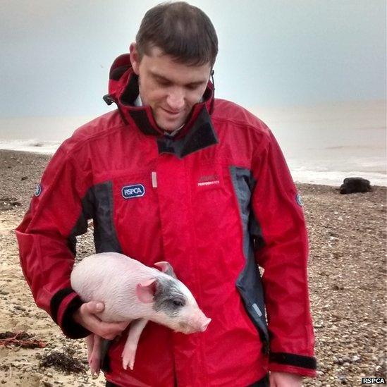 RSPCA inspector Jason Finch with a rescued piglet