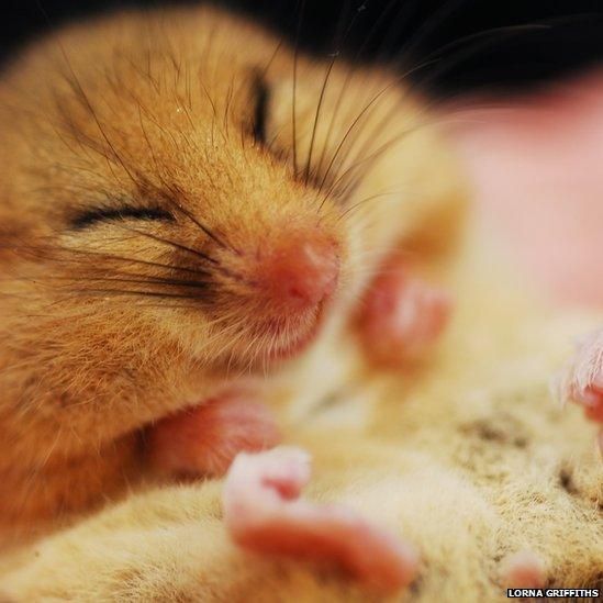 Baby dormouse