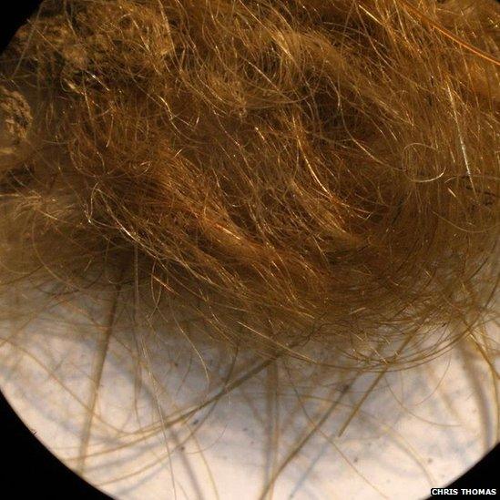 Mammoth hair seen under a microscope