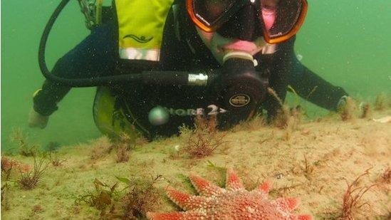 A diver explores the underwater forest