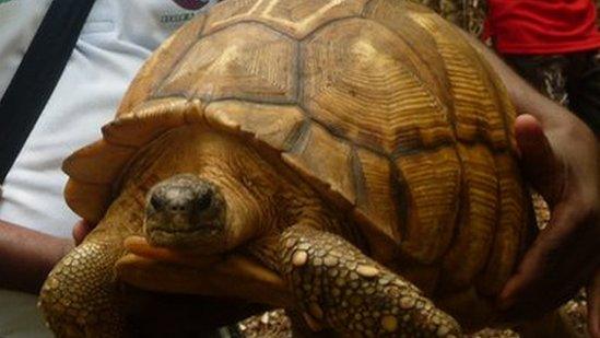 Conservationist with ploughshare tortoise