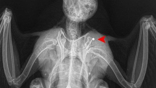 Peregrine x-ray