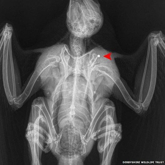 Peregrine x-ray