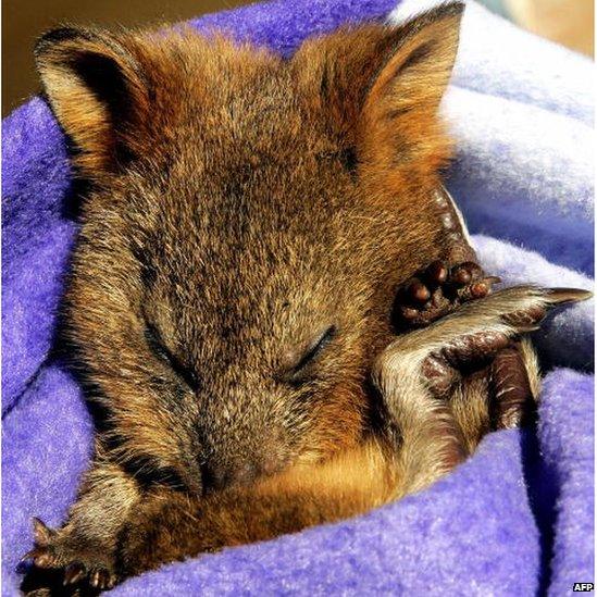 Autumn, an orphaned Quokka, sleeps in a blanket at Sydney's Taronga Zoo, 1 September 2005.