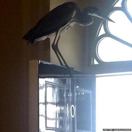 Heron at Downing Street