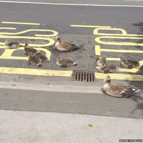 Ducks at a bus stop in New York