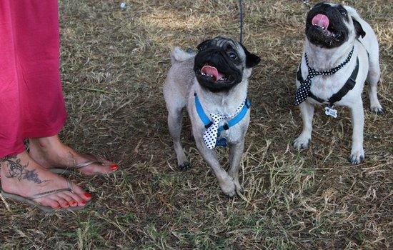 A pair of pug dogs