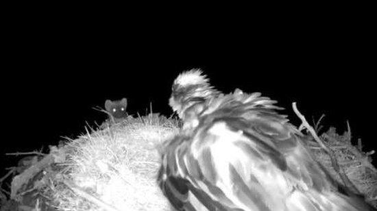 Pine marten and osprey EJ at nest