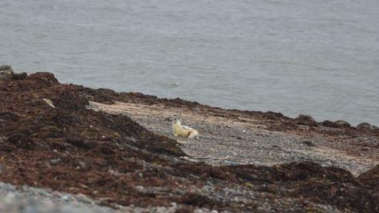 A white fluffy seal pup on a grey pebbled beach, photographed from a distance.
