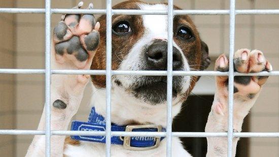 Rescued terrier at an RSPCA centre