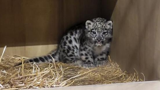 a baby snow leopard cub sitting in some hay