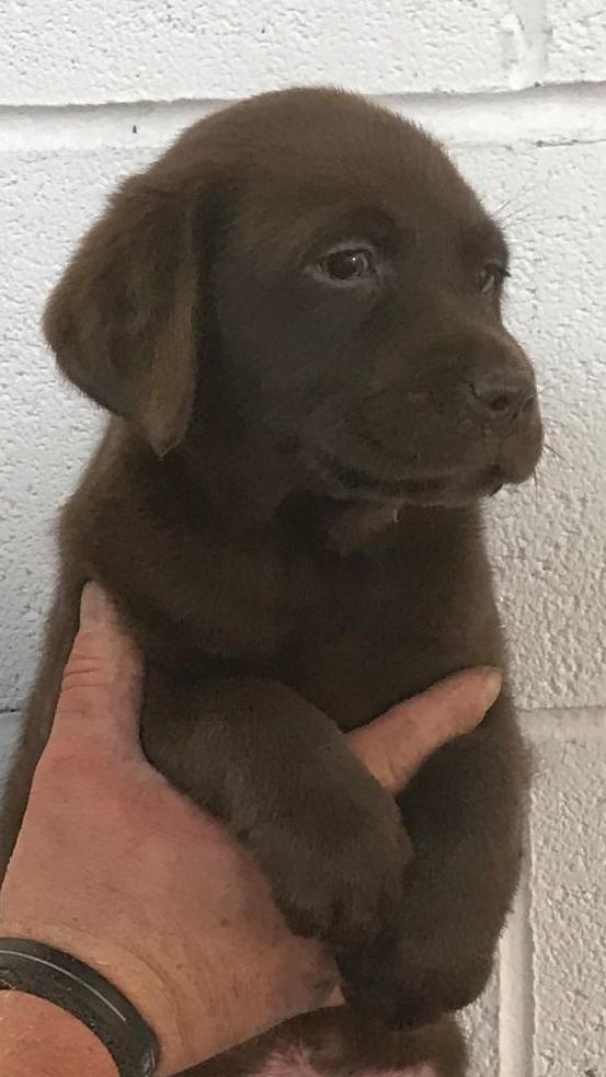 Another of the puppies sold by Butler - a dark brown dog is held up next to a wall as it looks to the left.