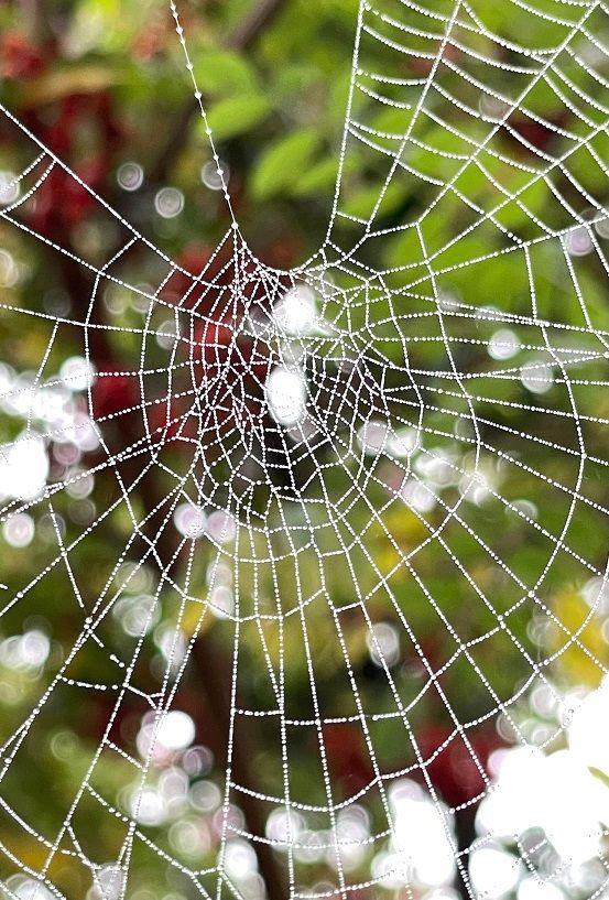 A spider's web spirals out across the image with blurred green leaves behind it and small droplets of water illuminating it.
